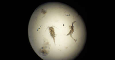 microscopeimage-adult-male-paddlefish